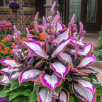 VerdureVibe™ Rare Hosta Seeds — Turn Shady Spots into Your Own Lush, Vibrant Garden Escape