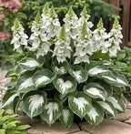 VerdureVibe™ Rare Hosta Seeds — Turn Shady Spots into Your Own Lush, Vibrant Garden Escape