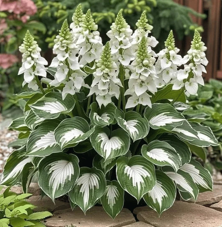 VerdureVibe™ Rare Hosta Seeds — Turn Shady Spots into Your Own Lush, Vibrant Garden Escape