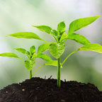 TerraSense™ — Unlock Your Garden’s Full Glory with Perfect Soil Every Time
