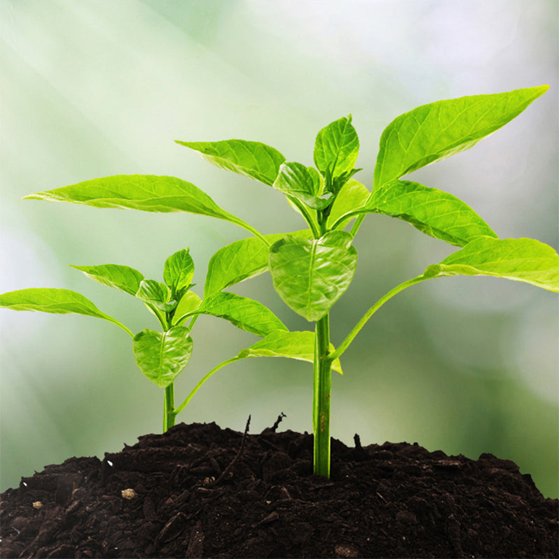 TerraSense™ — Unlock Your Garden’s Full Glory with Perfect Soil Every Time