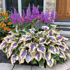 ViraLush™ Rare Hostas Seeds — Turn Shady Spots into Stunning, Effortless Garden Masterpieces