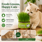 VerduraPaws™ — Ignite Your Cat’s Joy with Lush, Soothing Greens Grown at Home