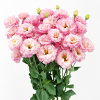 RamiraBloom™ — Ignite Your Garden with Endless Color and Heartfelt Beauty