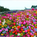 BloomBurst™ — Ignite Your Garden with Vibrant Blooms That Captivate Every Season