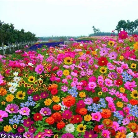 BloomBurst™ — Ignite Your Garden with Vibrant Blooms That Captivate Every Season