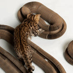 PurrZest™ — Ignite Your Cat’s Playful Instincts and Keep Them Fit for Life