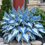 VerdureVibe™ Rare Hosta Seeds — Turn Shady Spots into Your Own Lush, Vibrant Garden Escape