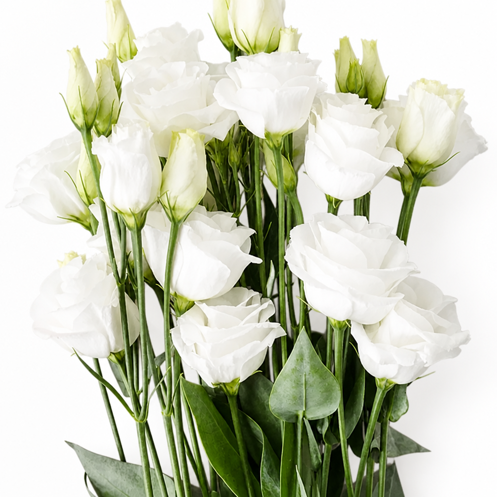 RamiraBloom™ — Ignite Your Garden with Endless Color and Heartfelt Beauty
