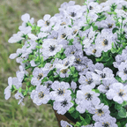 VivaFlora™ — Endless Blooming Beauty That Brightens Every Day Without Effort