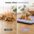 FrostLounge™ — Help Your Pet Lounge More Comfortably on Hot Days