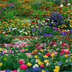 BloomBurst™ — Ignite Your Garden with Vibrant Blooms That Captivate Every Season