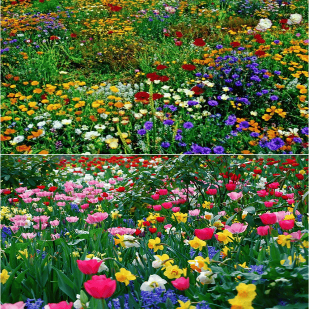 BloomBurst™ — Ignite Your Garden with Vibrant Blooms That Captivate Every Season