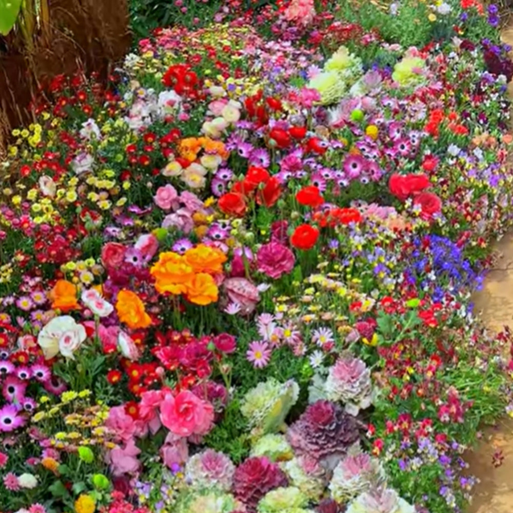 BloomBurst™ — Ignite Your Garden with Vibrant Blooms That Captivate Every Season
