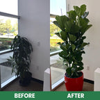 VitaRoot™ — Unlock Rapid, Lush Growth with Effortless, All-Natural Feeding