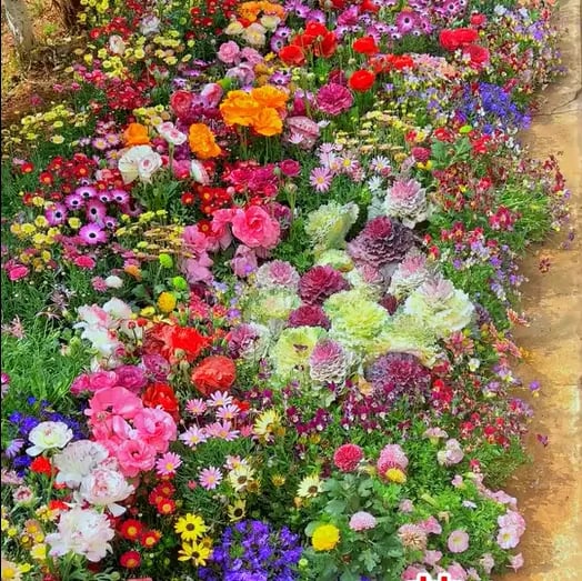 BloomBurst™ — Ignite Your Garden with Vibrant Blooms That Captivate Every Season