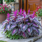 VerdureVibe™ Rare Hosta Seeds — Turn Shady Spots into Your Own Lush, Vibrant Garden Escape