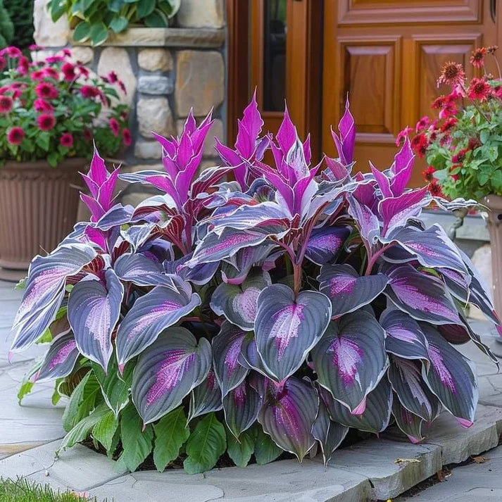 VerdureVibe™ Rare Hosta Seeds — Turn Shady Spots into Your Own Lush, Vibrant Garden Escape