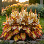 VerdureVibe™ Rare Hosta Seeds — Turn Shady Spots into Your Own Lush, Vibrant Garden Escape
