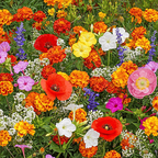 BloomBurst™ — Ignite Your Garden with Vibrant Blooms That Captivate Every Season