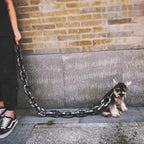 ChicPaw™ — Unleash Stylish Freedom and Confidence on Every Walk