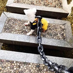 ChicPaw™ — Unleash Stylish Freedom and Confidence on Every Walk