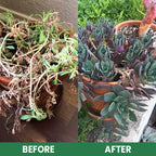 VitaRoot™ — Unlock Rapid, Lush Growth with Effortless, All-Natural Feeding