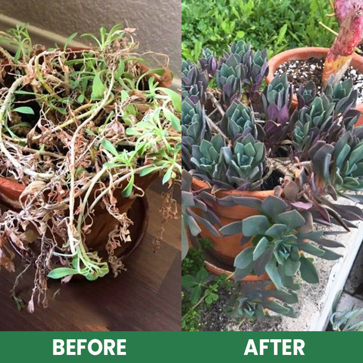 VitaRoot™ — Unlock Rapid, Lush Growth with Effortless, All-Natural Feeding