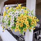 VivaFlora™ — Endless Blooming Beauty That Brightens Every Day Without Effort
