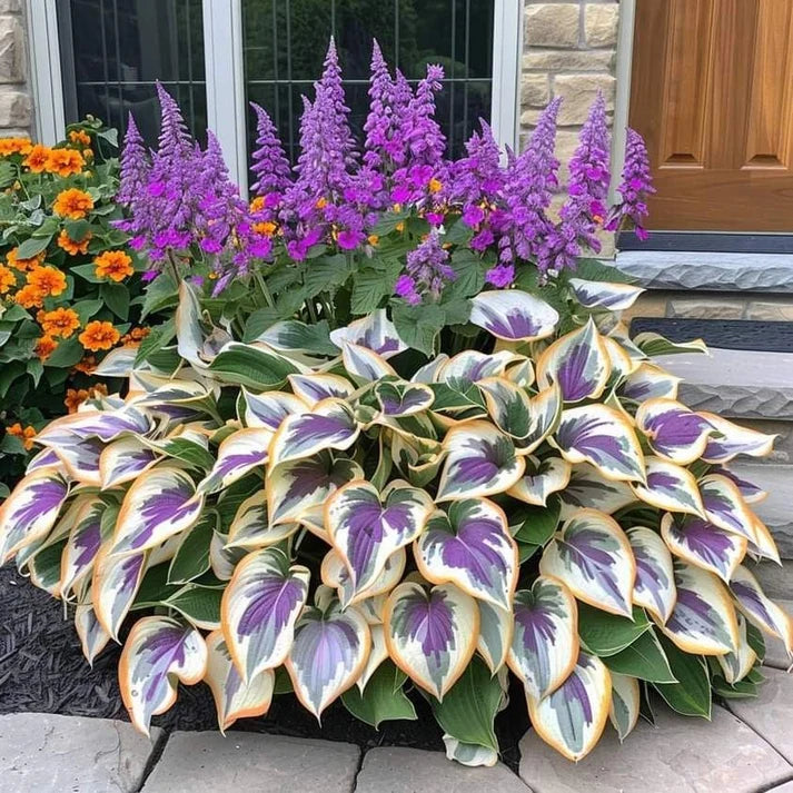 VerdureVibe™ Rare Hosta Seeds — Turn Shady Spots into Your Own Lush, Vibrant Garden Escape