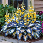 VerdureVibe™ Rare Hosta Seeds — Turn Shady Spots into Your Own Lush, Vibrant Garden Escape