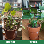 VitaRoot™ — Unlock Rapid, Lush Growth with Effortless, All-Natural Feeding