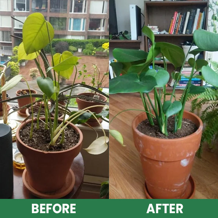 VitaRoot™ — Unlock Rapid, Lush Growth with Effortless, All-Natural Feeding