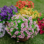 VivaFlora™ — Endless Blooming Beauty That Brightens Every Day Without Effort