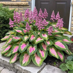 VerdureVibe™ Rare Hosta Seeds — Turn Shady Spots into Your Own Lush, Vibrant Garden Escape