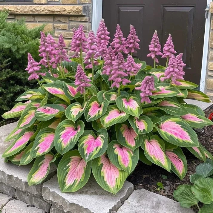 VerdureVibe™ Rare Hosta Seeds — Turn Shady Spots into Your Own Lush, Vibrant Garden Escape