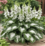 ViraLush™ Rare Hostas Seeds — Turn Shady Spots into Stunning, Effortless Garden Masterpieces