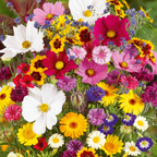 BloomBurst™ — Ignite Your Garden with Vibrant Blooms That Captivate Every Season