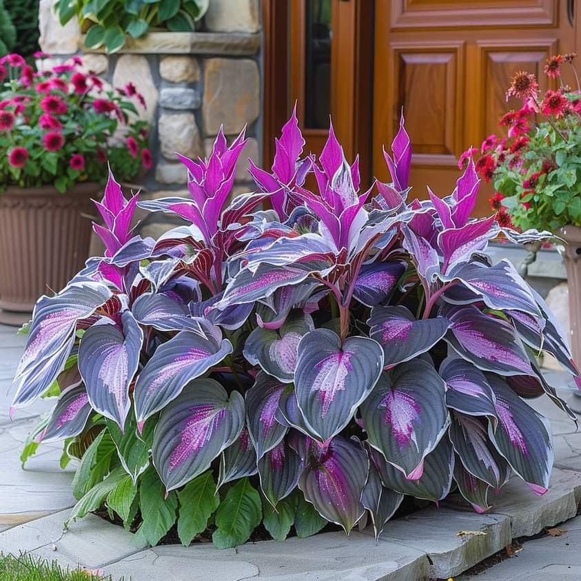 ViraLush™ Rare Hostas Seeds — Turn Shady Spots into Stunning, Effortless Garden Masterpieces