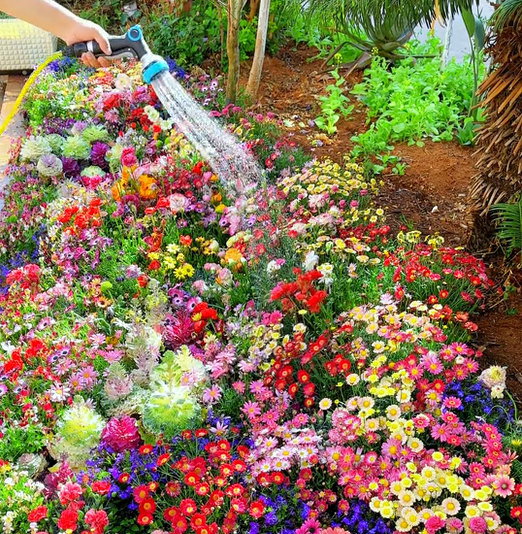 BloomBurst™ — Ignite Your Garden with Vibrant Blooms That Captivate Every Season