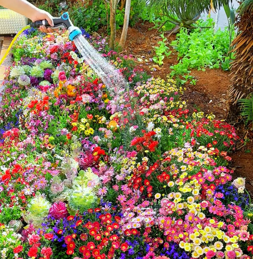 BloomBurst™ — Ignite Your Garden with Vibrant Blooms That Captivate Every Season