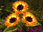 LumiSunray™ — Ignite Your Nights with Effortless, Lasting Garden Magic