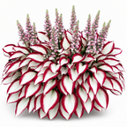 VerdureVibe™ Rare Hosta Seeds — Turn Shady Spots into Your Own Lush, Vibrant Garden Escape