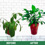VitaRoot™ — Unlock Rapid, Lush Growth with Effortless, All-Natural Feeding
