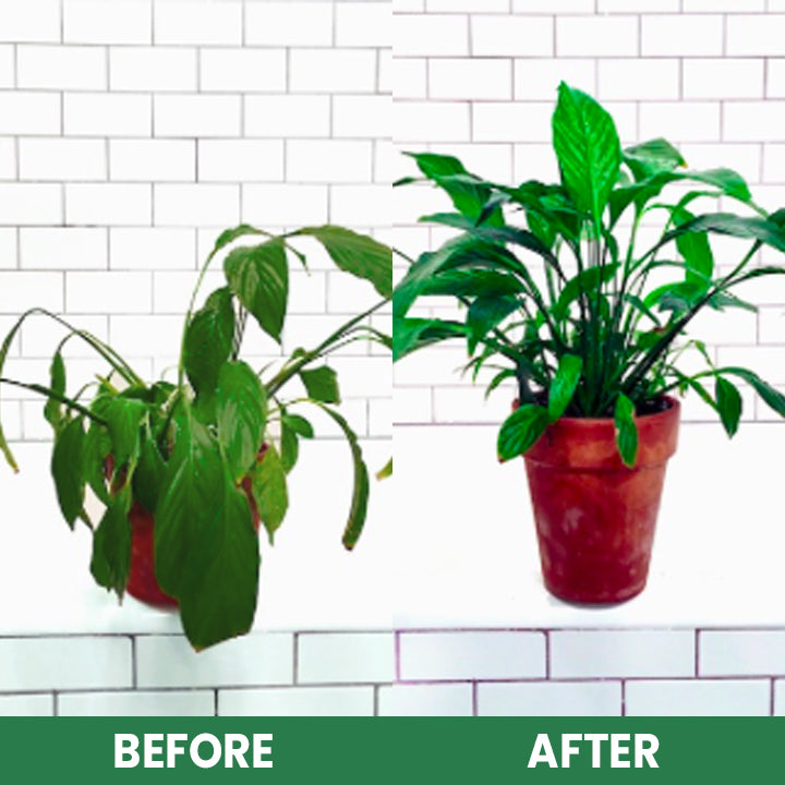 VitaRoot™ — Unlock Rapid, Lush Growth with Effortless, All-Natural Feeding