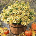 VivaFlora™ — Endless Blooming Beauty That Brightens Every Day Without Effort