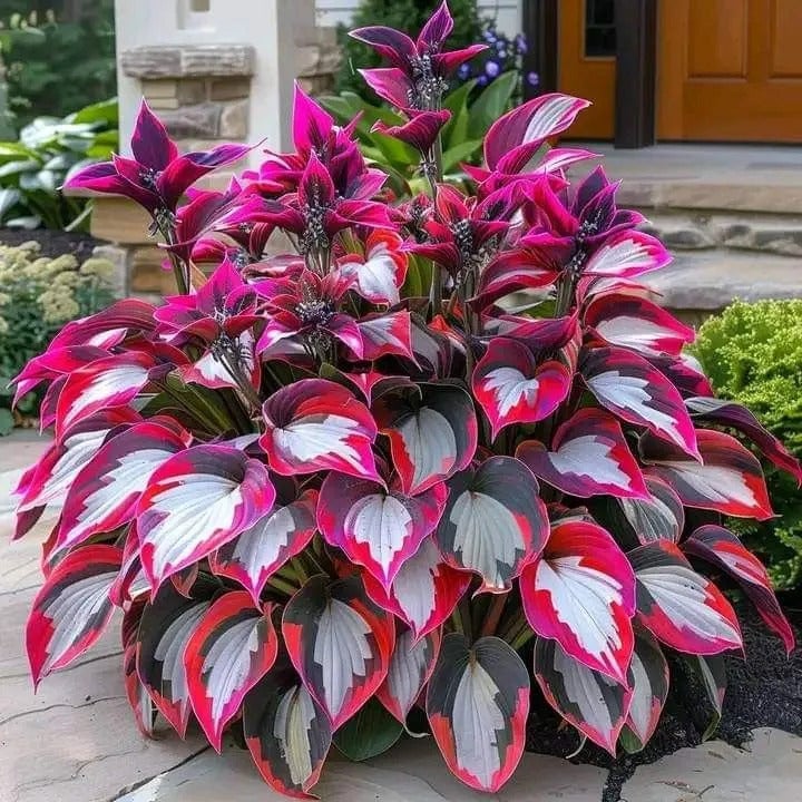 ViraLush™ Rare Hostas Seeds — Turn Shady Spots into Stunning, Effortless Garden Masterpieces
