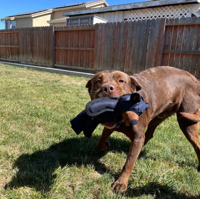 FangFort™ — Tough Play That Keeps Teeth Clean and Tails Wagging