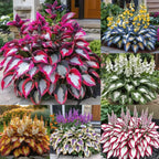 VerdureVibe™ Rare Hosta Seeds — Turn Shady Spots into Your Own Lush, Vibrant Garden Escape