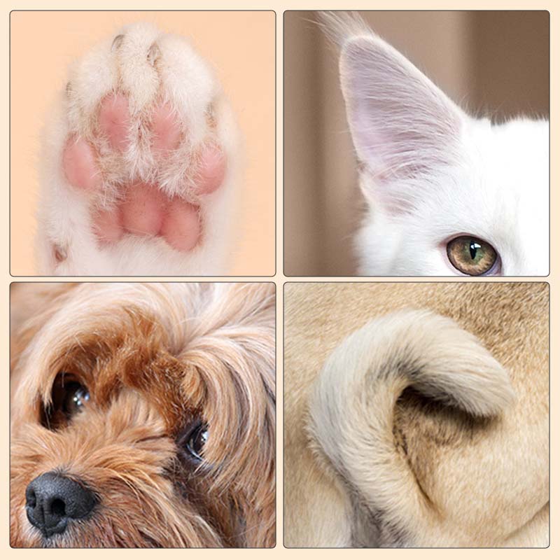 PawVanta™ — Keep Your Pet’s Paws Happy, Healthy, and Adventure-Ready
